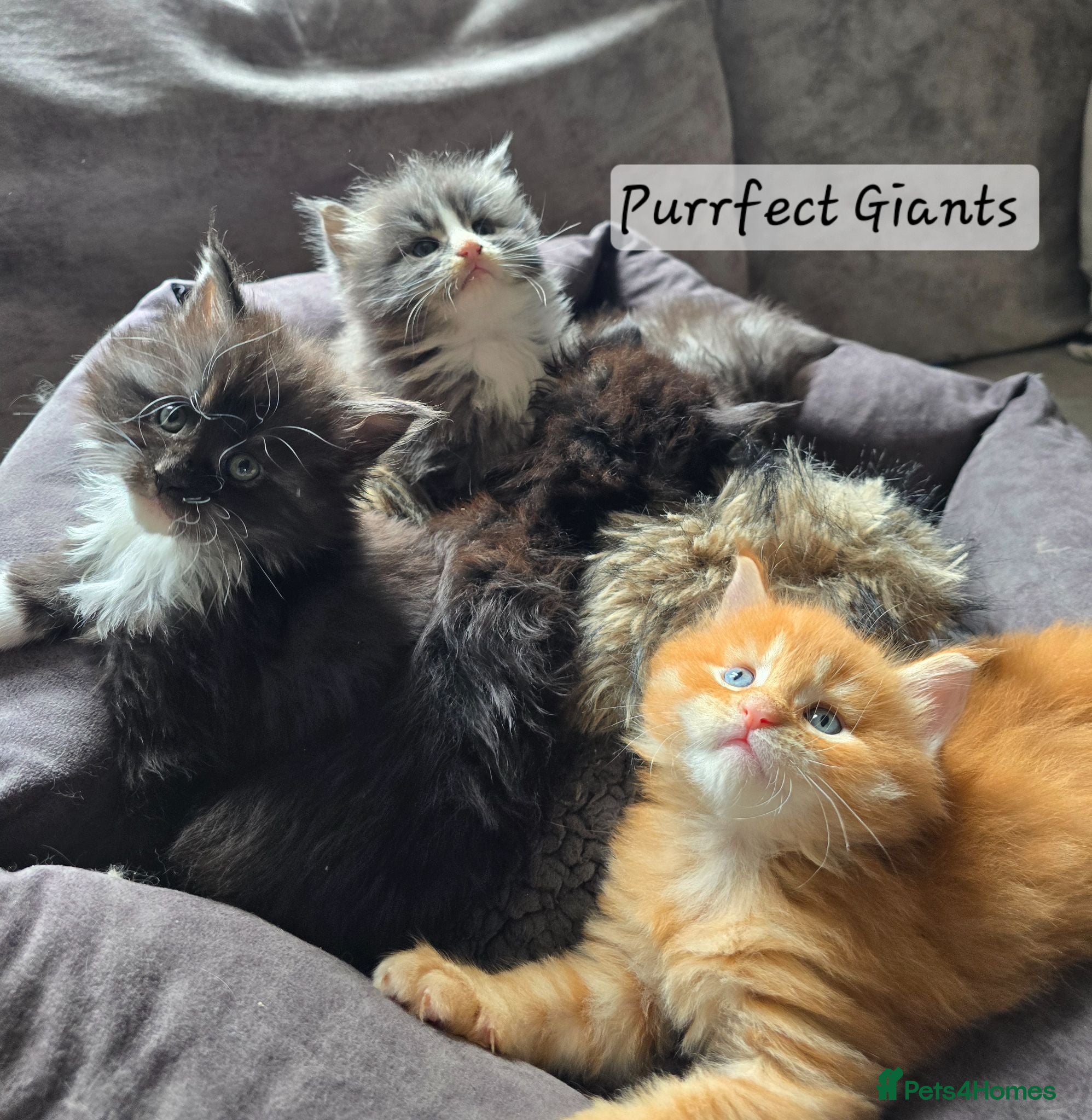 Maine Coon cats READY AUGUST- Tica Pedigree Maine Coons - Advert 13