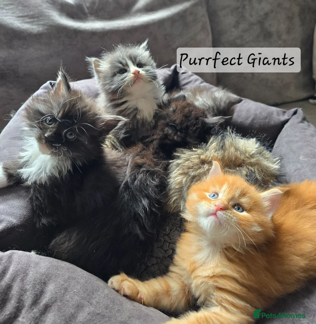 Maine Coon cats for sale: READY AUGUST- Tica Pedigree Maine Coons - Advert 1