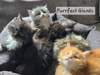 Maine Coon cats READY AUGUST- Tica Pedigree Maine Coons - Advert 13