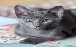 Oriental cats for sale: Ready now! Beautiful oriental mix kittens  - Image 10
