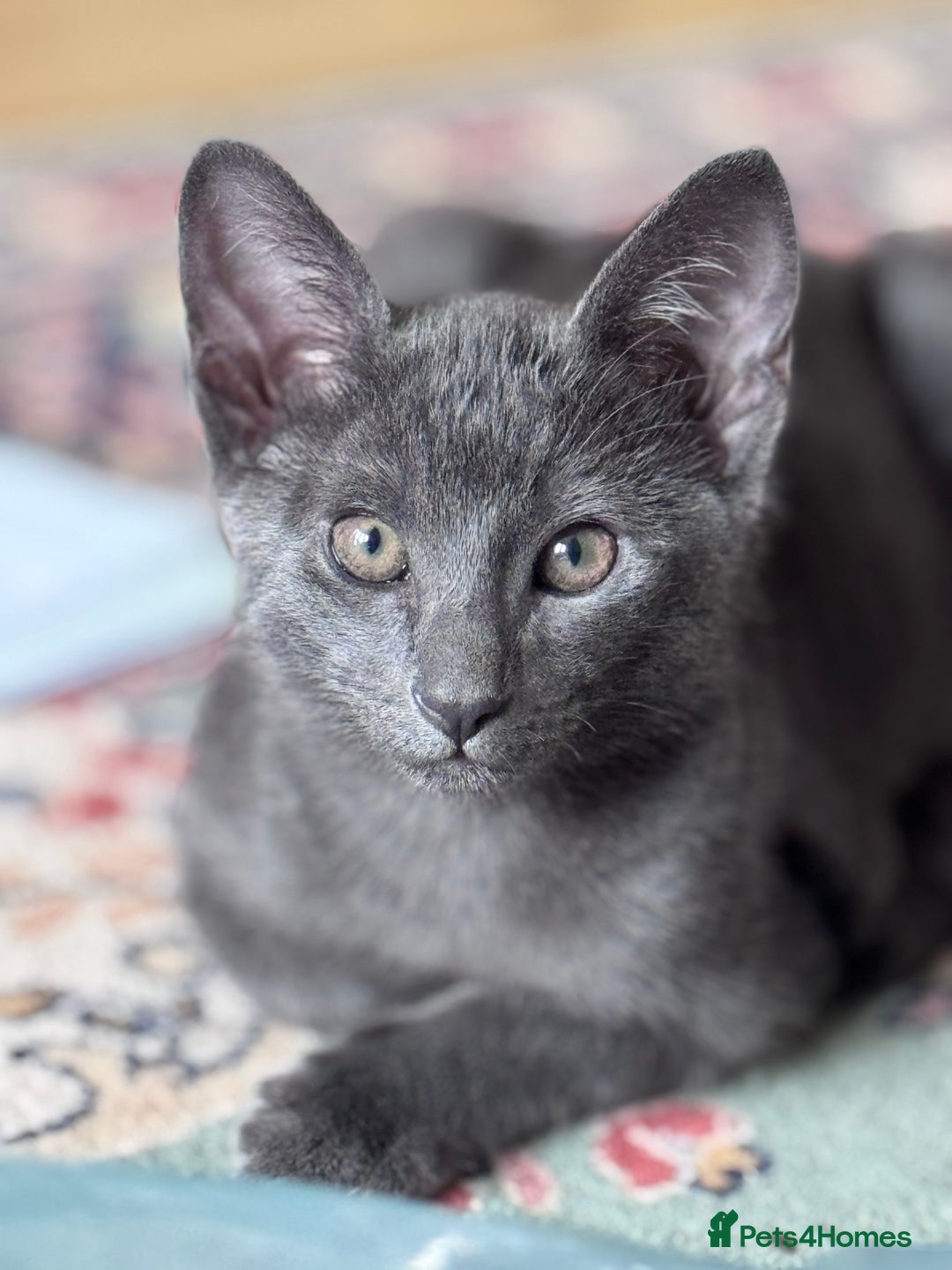 Oriental cats for sale: Ready now! Beautiful oriental mix kittens  - Image 10