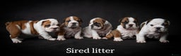 English Bulldog dogs for stud: Qualified Crufts20/21/22/23/24 Health Certificates in Slough - Advert 8