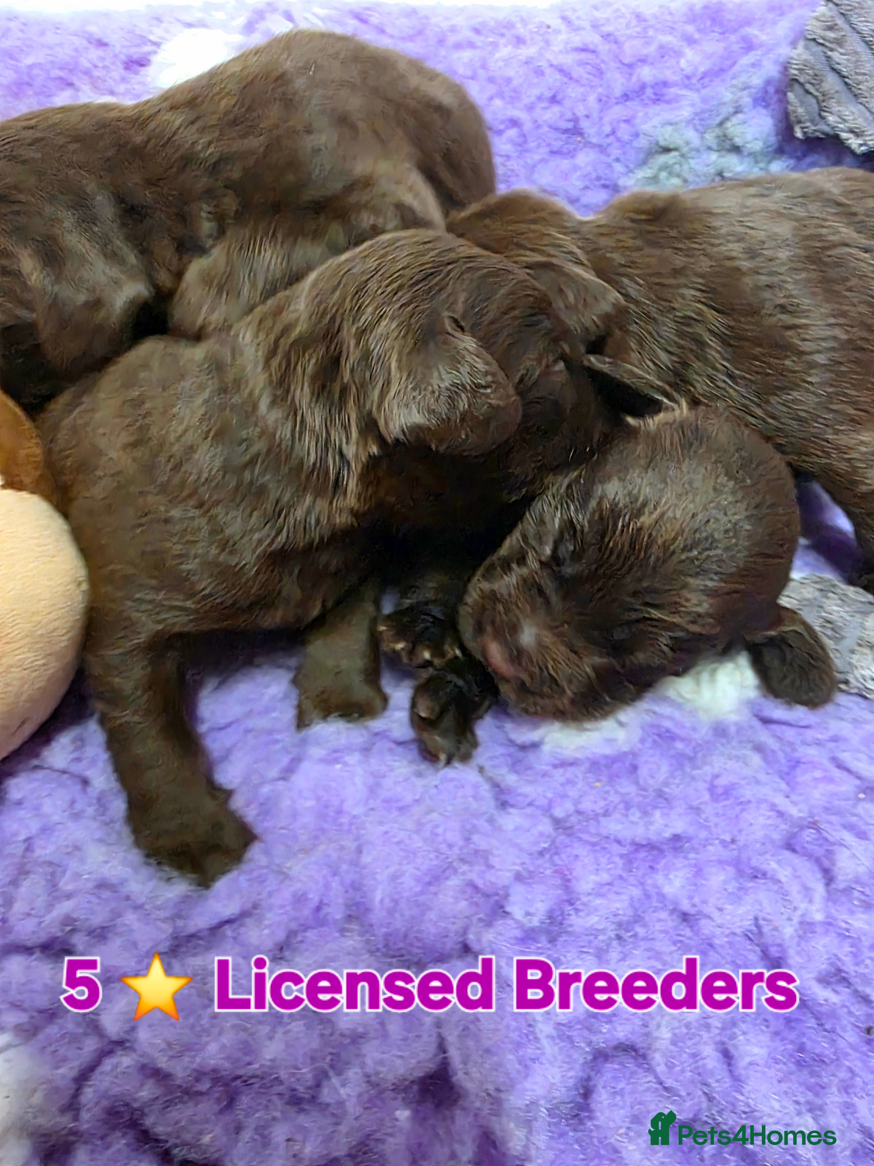 Cockerdor dogs Gorgeous Cockerdor puppies. Health Tested Parents. - Advert 1
