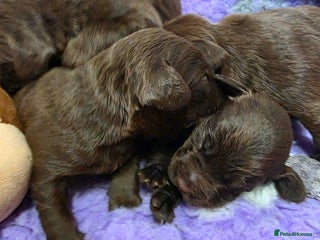 Cockerdor dogs Gorgeous Cockerdor puppies. Health Tested Parents. - Advert 4