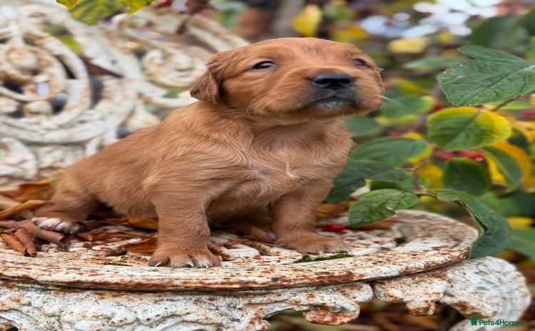 Golden Retriever dogs Deep Red Golden Retrievers KC Reg DNA Clear - Advert 6