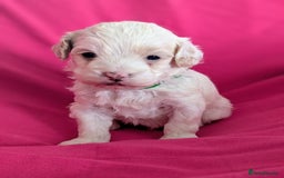 Maltipoo dogs for sale: Beautiful Toy Maltipoo Puppies - Advert 18