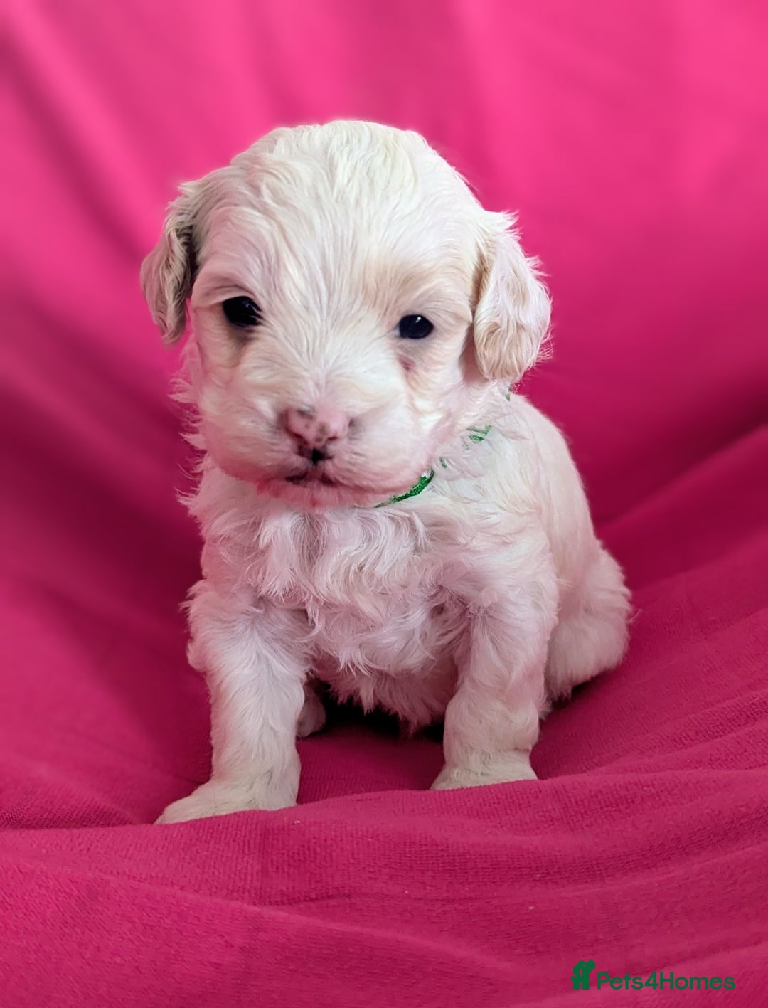 Maltipoo dogs for sale: Beautiful Toy Maltipoo Puppies - Advert 18