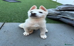 Akita dogs for sale: Beautiful Akita girl puppy for sale  - Image 2