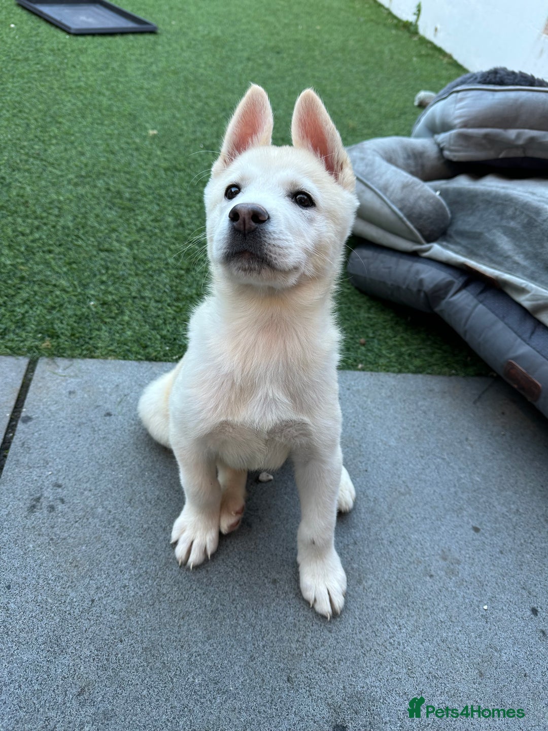 Akita dogs for sale: Beautiful Akita girl puppy for sale  - Image 2