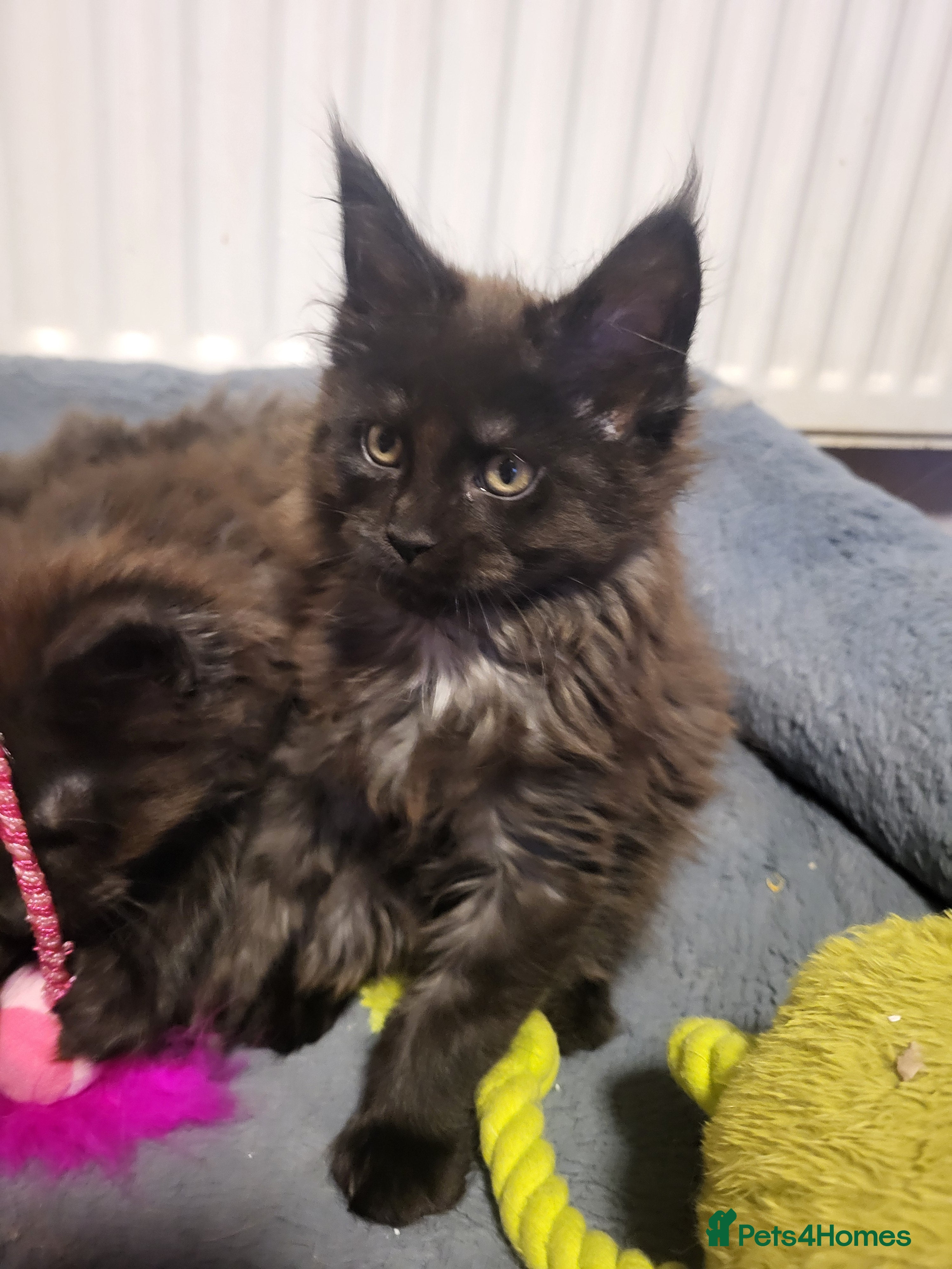 Maine Coon cats Beautiful Maine coon kittens - Advert 1