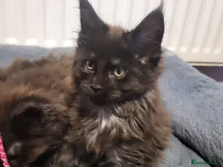 Maine Coon cats Beautiful Maine coon kittens - Advert 1