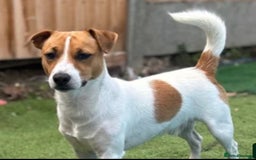 Jack Russell dogs for sale: Traditional small type Jack Russell girl puppy - Advert 9