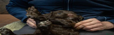 Cockapoo 6