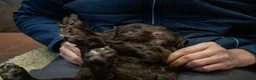 Cockapoo dogs for sale: RARE PARTI COLOUR F2 COCKAPOO PUPPIES  - Advert 3