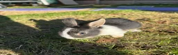 Mixed Breed rabbits for sale: Beautiful Dwarfs lops (Ready to go)  - Advert 10