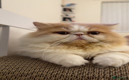 Persian cats for stud: My king Toulouse  - Image 5