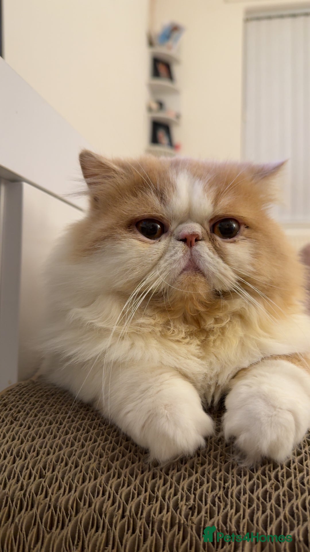 Persian cats for stud: My king Toulouse  - Image 5