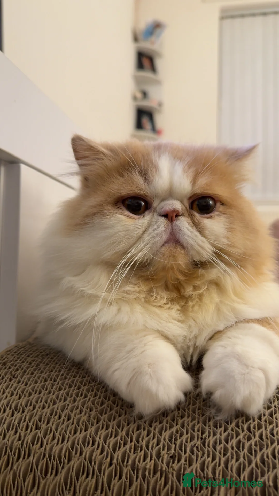 Persian cats for stud: My king Toulouse  - Advert 6