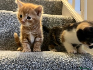 Mixed Breed cats Loving kittens - Advert 1