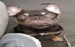 French Bulldog dogs for sale: Rolo  - Image 7