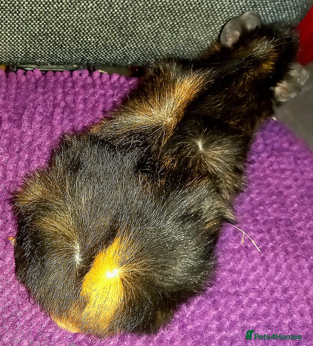 Guinea Pig rodents for sale: Gorgeous Baby Guinea Pig - Advert 2