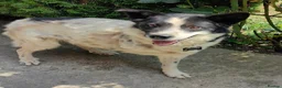 Mixed Breed dogs for adoption: ❤️ TOMMY ❤️ 3 legs, one enormous heart 🐾 in Worcester - Advert 6