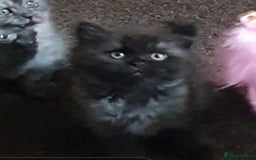 Mixed Breed cats for sale: Beautiful male kitten  - Image 15