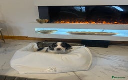 Cocker Spaniel dogs for sale: Rainbow litter cocker spaniel puppies  - Advert 18