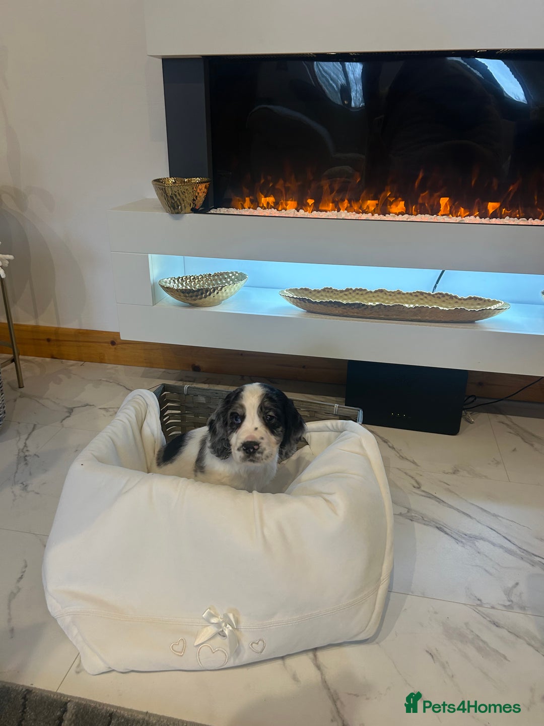 Cocker Spaniel dogs for sale: Rainbow litter cocker spaniel puppies  - Advert 18