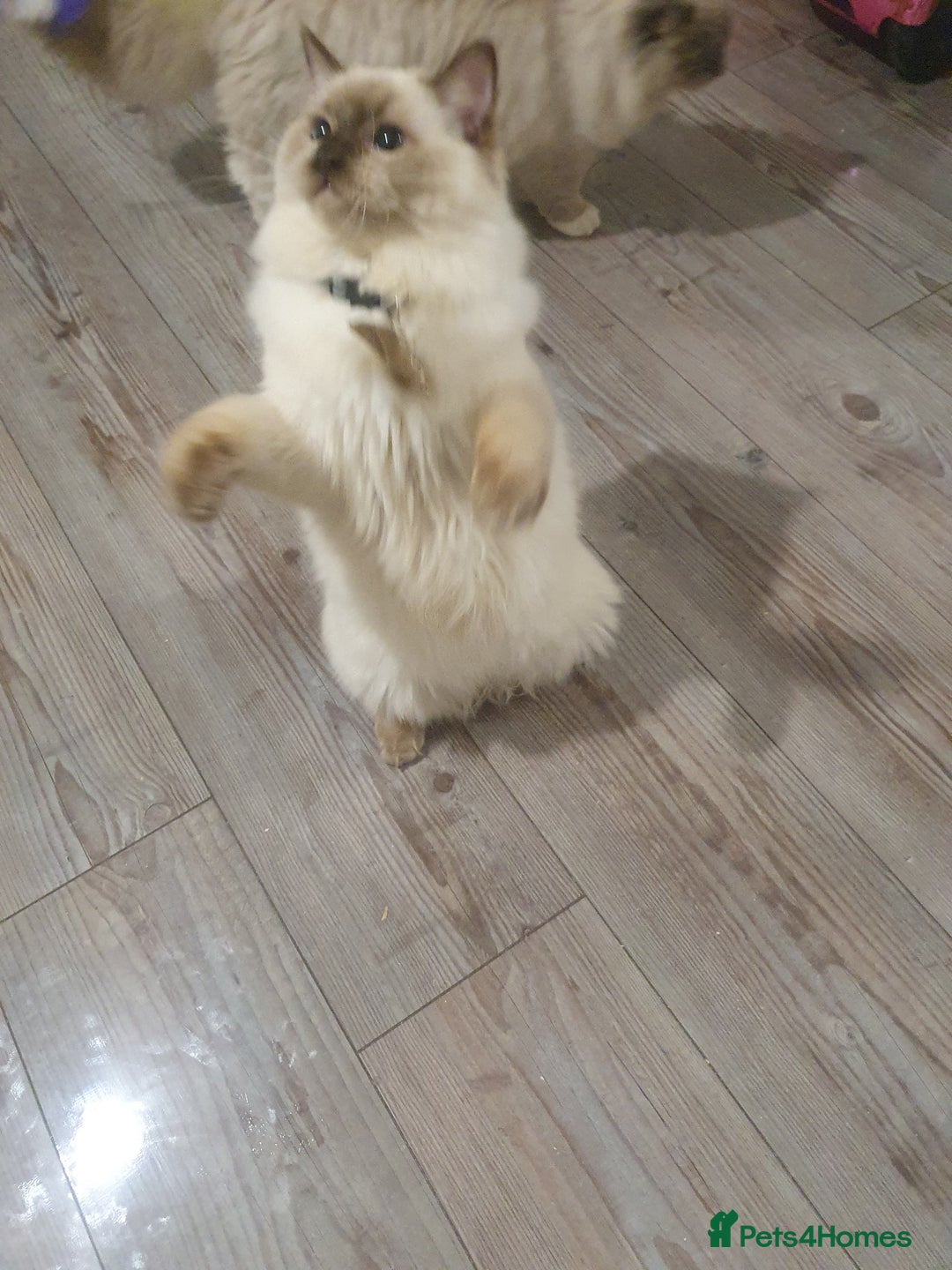 Ragdoll cats for sale: 6.5Months RagdollBoys - Advert 26