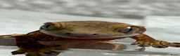 Gecko reptiles for sale: baby crested geckos - Advert 7