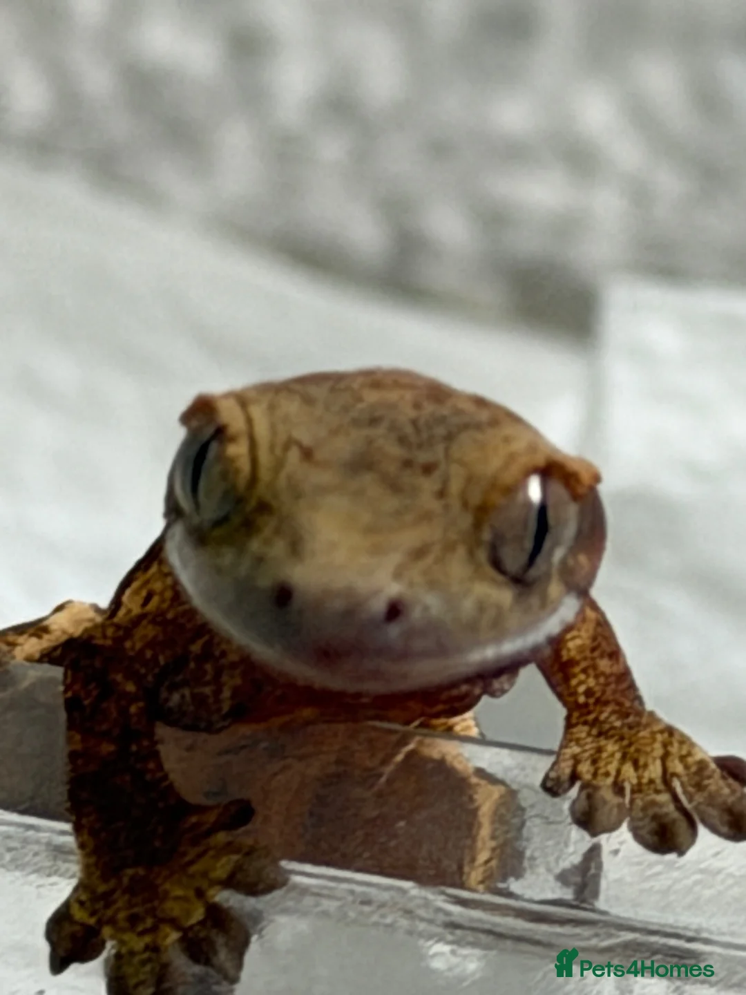 Gecko reptiles for sale: baby crested geckos - Advert 7