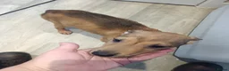 Lurcher dogs for sale: Last Outstanding male Lurcher Puppy - Advert 30