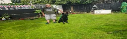 German Shepherd dogs for sale: German shepherd by Vom Geolupa Kennels  - Advert 27