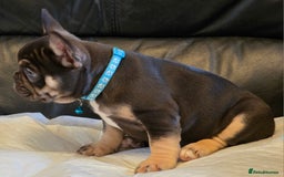 French Bulldog dogs for sale: TOP QUALITY KC REG FRENCHIES AVAILABLE  - Image 23