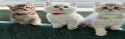 British Shorthair cats for sale: British shorthair kitten(one left)chocolate golden - Advert 5