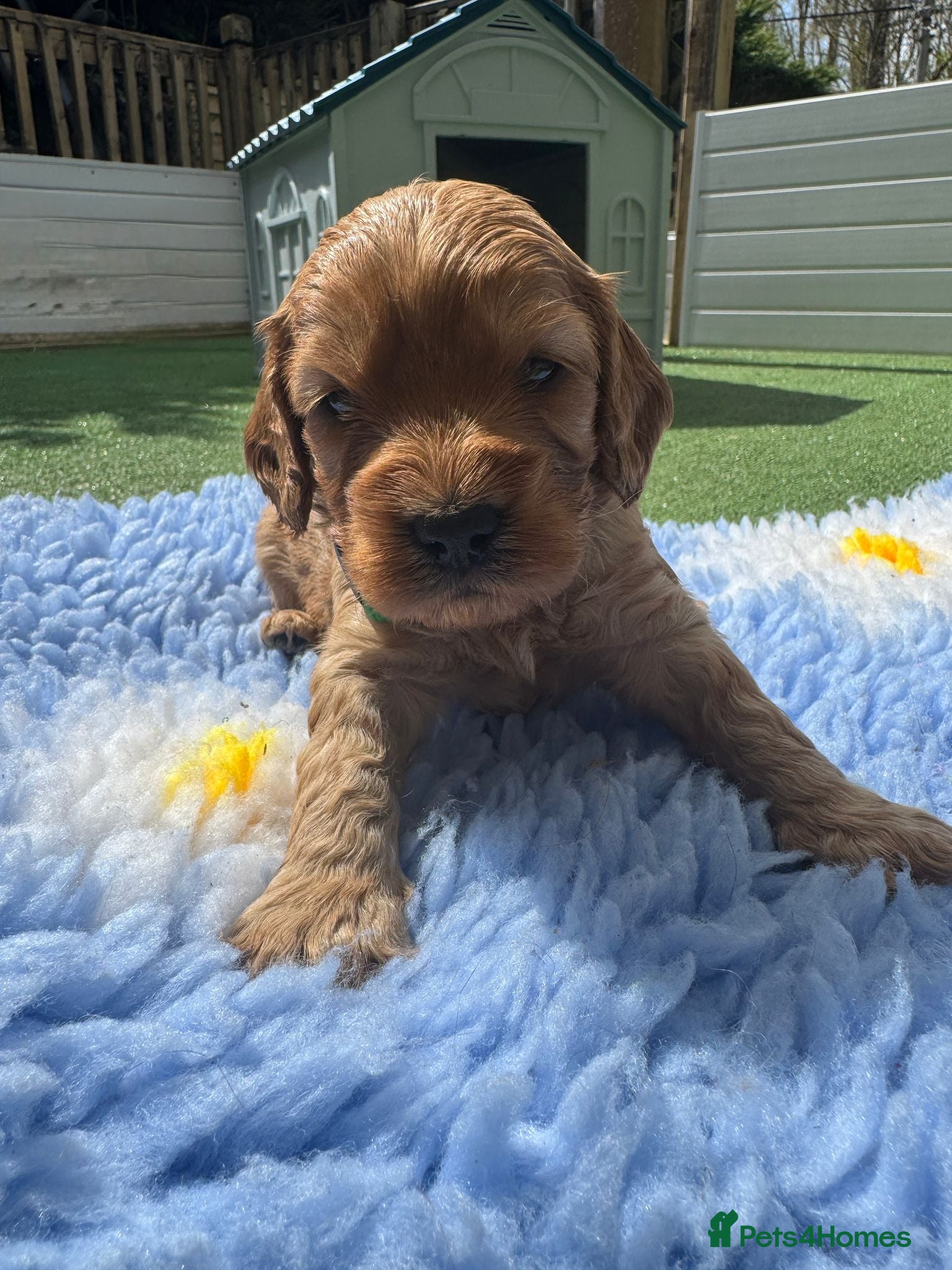 Cockapoo dogs Health Tested Parents- F1 cockapoo puppies - Advert 2