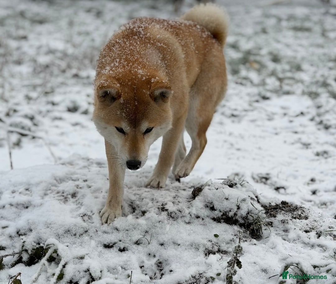Japanese Shiba Inu dogs for sale: Japanese Shiba health tested , champion bloodline  - Advert 4
