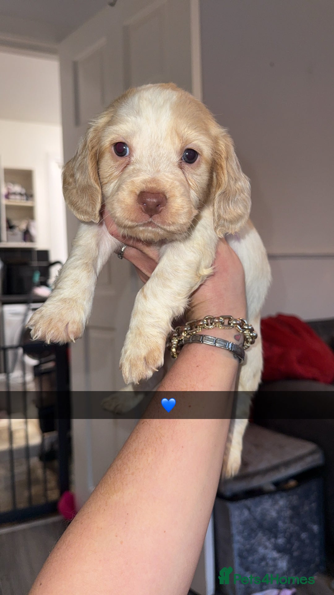 Cocker Spaniel dogs for sale: REDUCED💵cocker spaniel puppies 🩷💙 - Advert 15