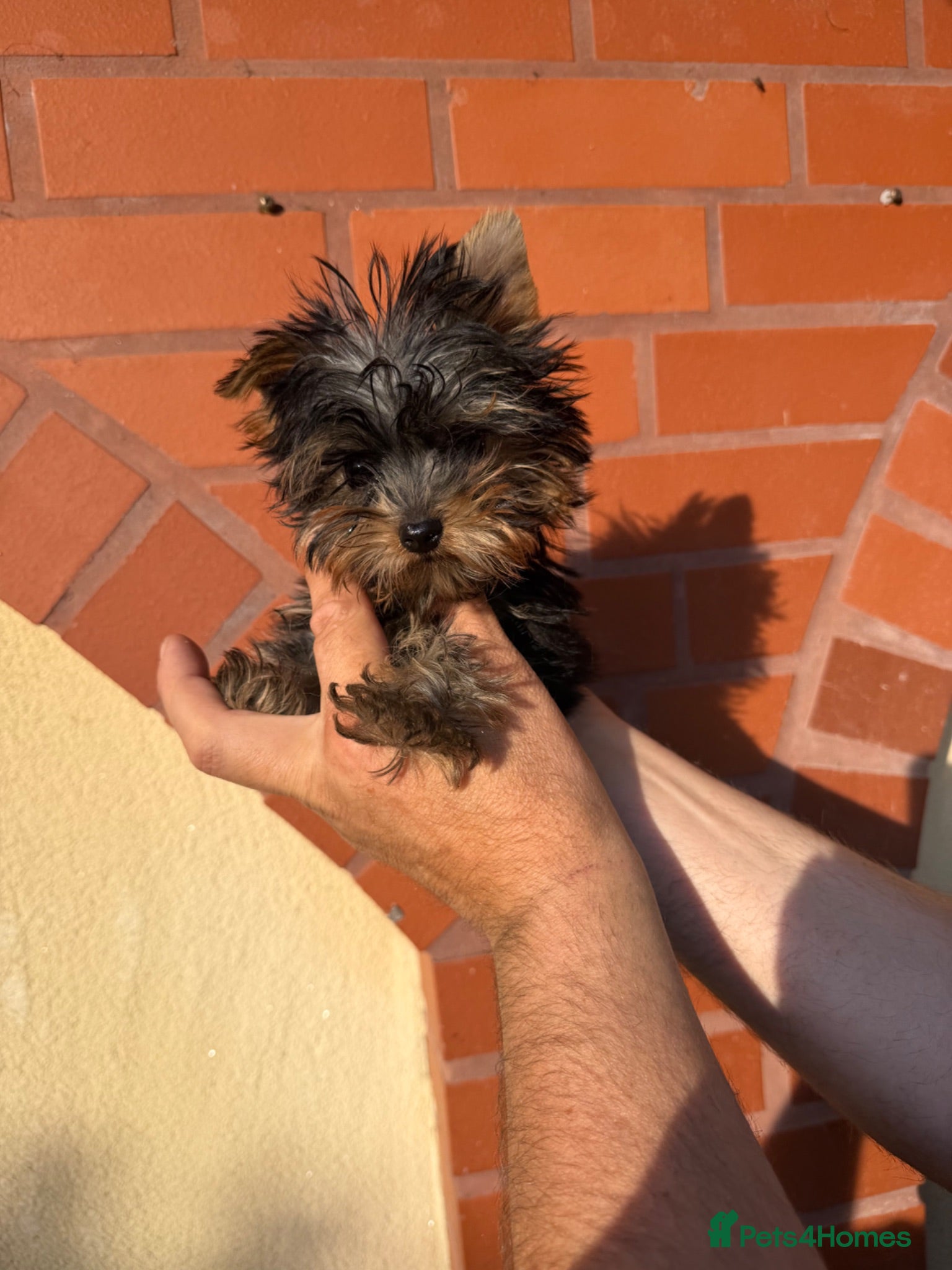 Yorkshire Terrier dogs Beautiful KC Registered Yorkshire Terrier Males - Advert 19