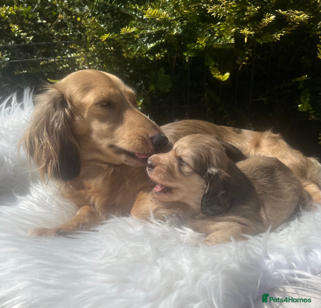 Miniature Dachshund dogs for sale: KC reg Long haired Mini boy - Image 3