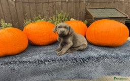 Labrador Retriever dogs for sale: stunning Lab Puppies Rare Colours & Family Raised - Image 19