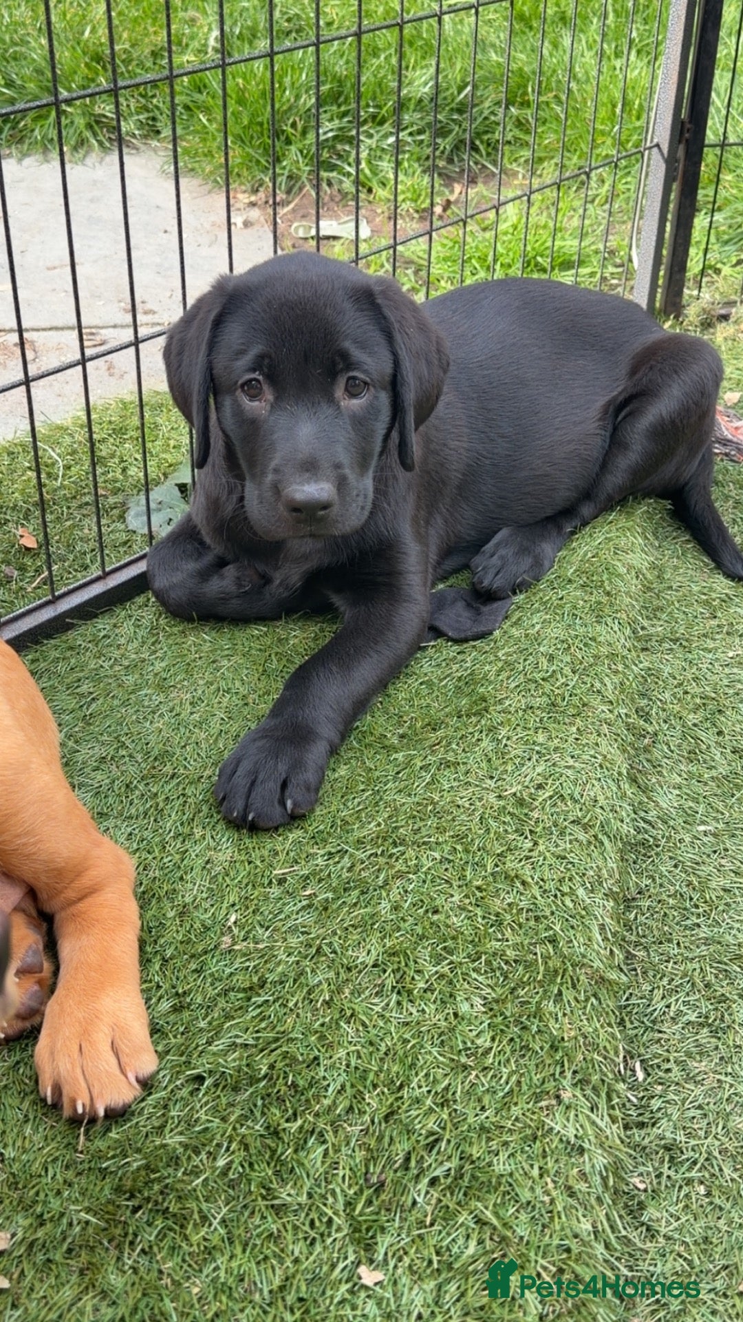 Labrador Retriever dogs Beautiful Labrador champion bloodline puppies - Advert 2