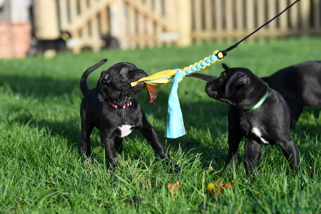 Cane Corso dogs for sale: Elite cane corso puppies  - Advert 3