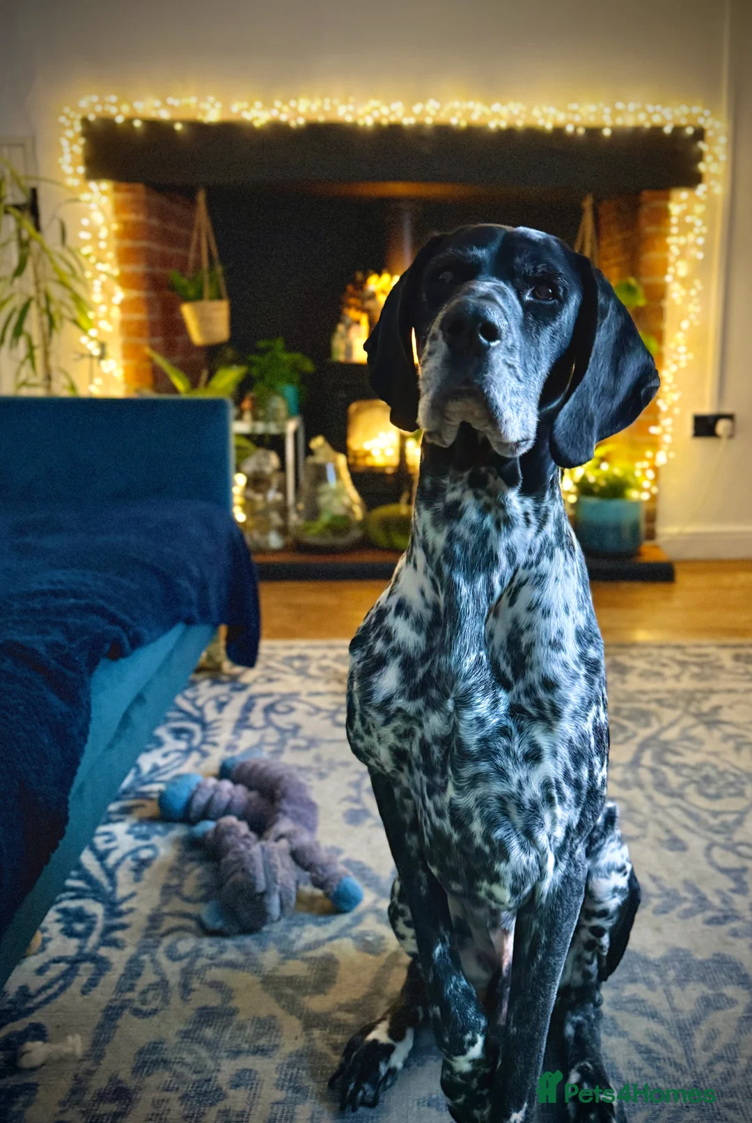 German Shorthaired Pointer dogs for stud: Pedigree GSP for stud - Advert 8