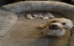 Cavapoochon dogs for sale: ⭐️1 CAVAPOOCHON in Cheshire (KC DAD) ready now✅ - Image 16