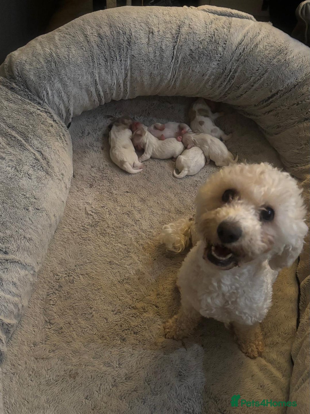 Cavapoochon dogs for sale: ⭐️1 CAVAPOOCHON in Cheshire (KC DAD) ready now✅ - Image 16