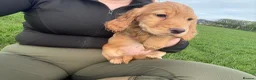 Cocker Spaniel dogs for sale: Golden cocker spaniel pups  in Appleby-in-Westmorland - Advert 7