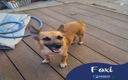 Mixed Breed dogs for adoption: Meet Foxi, currently residing in Northampton  - Image 1