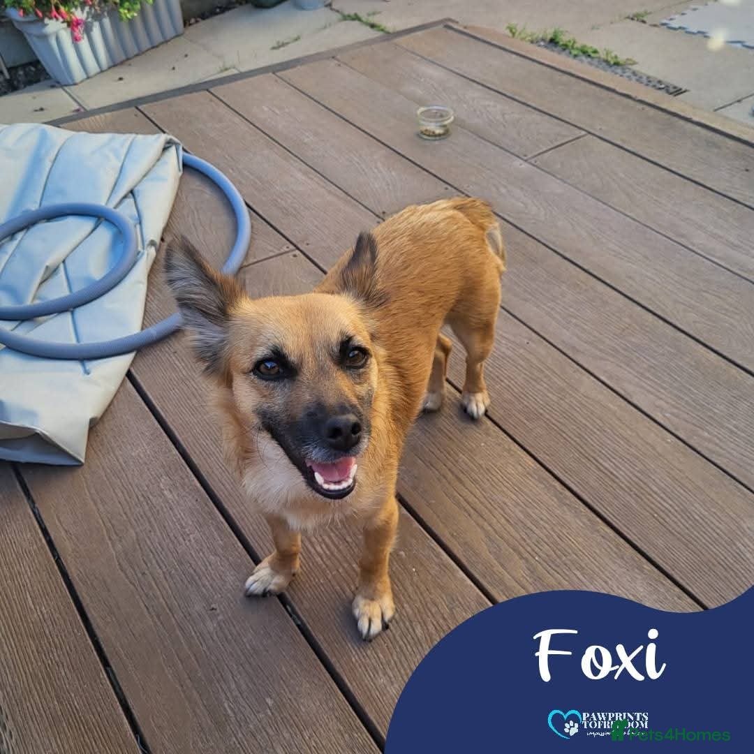 Mixed Breed dogs for adoption: Meet Foxi, currently residing in Northampton  - Image 1